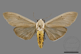 ǦW:Creatonotos transiens vacillans