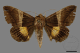 ǦW:Bastilla fulvotaenia