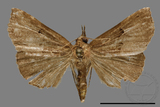 ǦW:Hypena ophiusoides