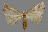 ǦW:Noctuidae sp.