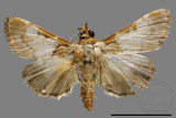 ǦW:Crambidae sp.