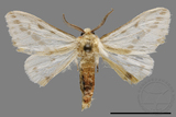 ǦW:Lemyra rhodophilodes