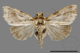 ǦW:Callopistria phaeogona