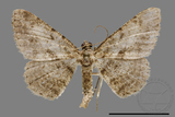 ǦW:Psilalcis breta rantaizana