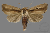 ǦW:Sesamia sp.