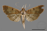 ǦW:Ceratarcha umbrosa