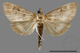 ǦW:Crambidae sp.