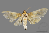 ǦW:Crambidae sp.