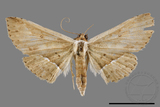 ǦW:Noctuidae sp.