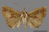 ǦW:Hypena iconicalis