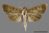 ǦW:Ceratarcha umbrosa