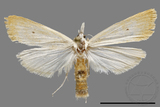 ǦW:Crambidae sp.