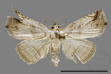 ǦW:Noctuidae sp.