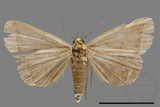 ǦW:Simplicia sp.