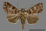 ǦW:Callopistria japonibia