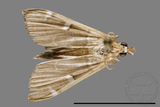 ǦW:Crambidae sp.