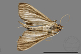 ǦW:Crambidae sp.