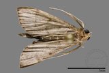 ǦW:Crambidae sp.