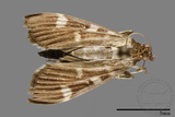 ǦW:Crambidae sp.