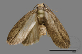 ǦW:Eugoa brunnea