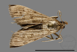 ǦW:Crambidae sp.