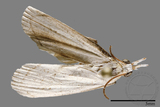 ǦW:Crambidae sp.