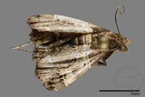 ǦW:Bertula abjudicalis