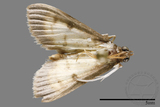 ǦW:Crambidae sp.