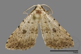 ǦW:Noctuidae sp.