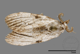 ǦW:Noctuidae sp.