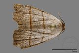 ǦW:Plecoptera sidierogramma