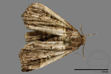 ǦW:Bertula abjudicalis