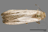 ǦW:Phycitinae sp.