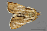 ǦW:Crambidae sp.