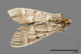 ǦW:Crambidae sp.