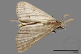 ǦW:Noctuidae sp.