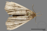 ǦW:Bertula abjudicalis