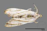 ǦW:Crambidae sp.