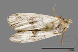 ǦW:Noctuidae sp.