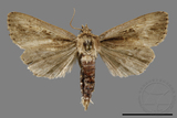 ǦW:Sesamia sp.