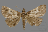 ǦW:Bertula centralis