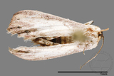 ǦW:Noctuidae sp.