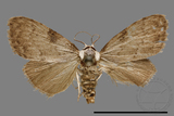 ǦW:Noctuidae sp.