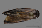 ǦW:Crambidae sp.