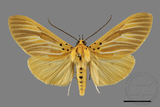 ǦW:Asota egens indica