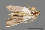 ǦW:Crambidae sp.