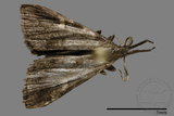 ǦW:Naarda sp.