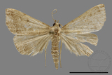 ǦW:Hipoepa biasalis