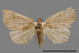 ǦW:Plecoptera sidierogramma