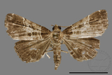 ǦW:Bertula centralis